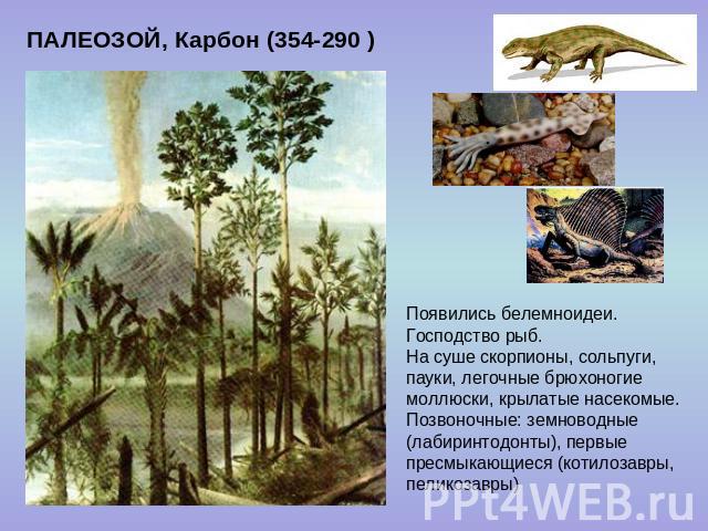 ПАЛЕОЗОЙ, Карбон (354-290 ) Появились белемноидеи. Господство рыб. На суше скорпионы, сольпуги, пауки, легочные брюхоногие моллюски, крылатые насекомые. Позвоночные: земноводные (лабиринтодонты), первые пресмыкающиеся (котилозавры, пеликозавры)