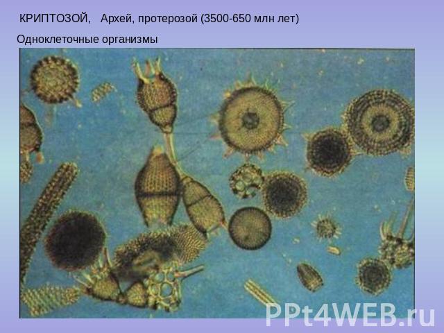 КРИПТОЗОЙ, Архей, протерозой (3500-650 млн лет) Одноклеточные организмы