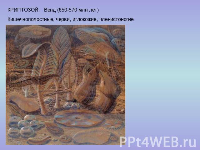КРИПТОЗОЙ, Венд (650-570 млн лет) Кишечнополостные, черви, иглокожие, членистоногие