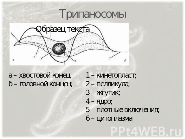Трипаносомы а – хвостовой конец, б – головной концец; 1 – кинетопласт; 2 – пелликула; 3 – жгутик; 4 – ядро; 5 – плотные включения; 6 – цитоплазма