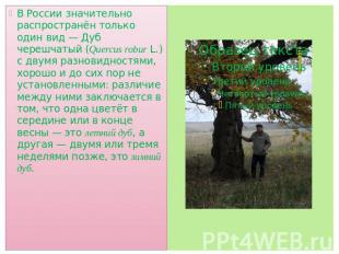 В России значительно распространён только один вид — Дуб черешчатый (Quercus rob
