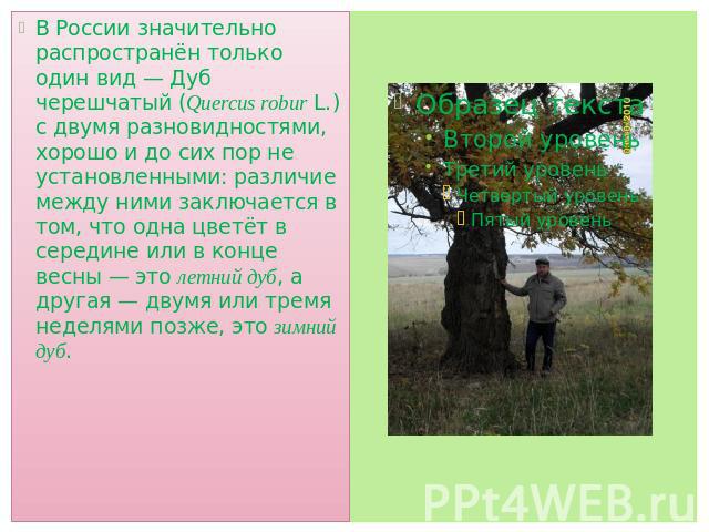 В России значительно распространён только один вид — Дуб черешчатый (Quercus robur L.) с двумя разновидностями, хорошо и до сих пор не установленными: различие между ними заключается в том, что одна цветёт в середине или в конце весны — это летний д…