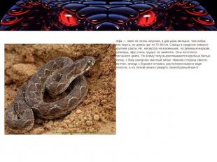 Эфа — змея не очень крупная, в два раза меньше, чем кобра или гюрза, ее длина гд