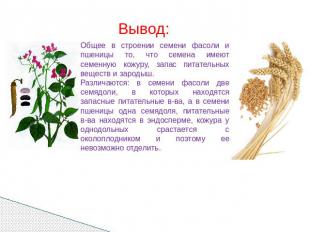 Вывод: Общее в строении семени фасоли и пшеницы то, что семена имеют семенную ко