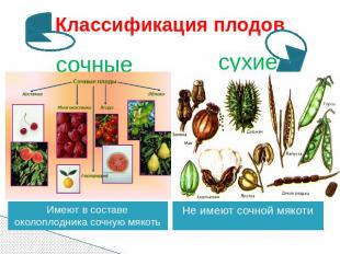 Классификация плодов сочные сухие Имеют в составе околоплодника сочную мякоть Не