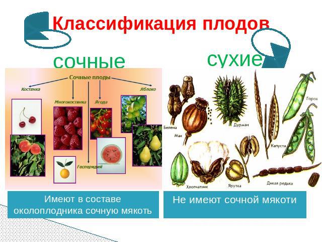 Классификация плодов сочные сухие Имеют в составе околоплодника сочную мякоть Не имеют сочной мякоти
