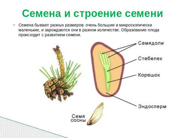 Семена и строение семени Семена бывают разных размеров: очень большие и микроскопически маленькие, и зарождаются они в разном количестве. Образование плода происходит с развитием семени.