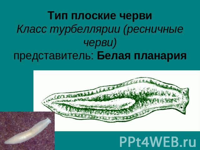 Тип плоские червиКласс турбеллярии (ресничные черви)представитель: Белая планария
