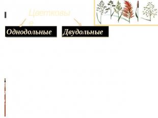 Цветковые Цветковые растения, покрытосеменные (Magnoliophyta, или Angiospermae),