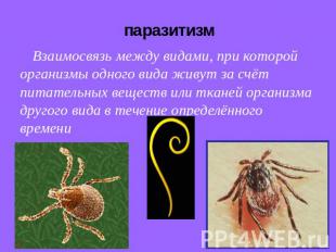 паразитизм Взаимосвязь между видами, при которой организмы одного вида живут за