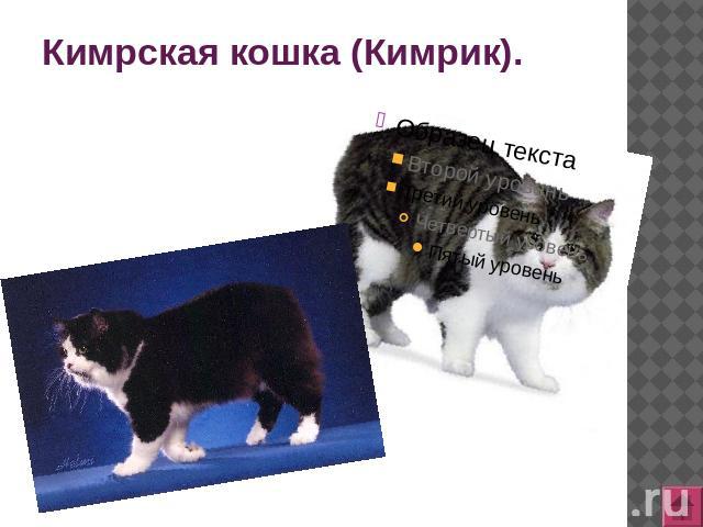 Кимрская кошка (Кимрик).