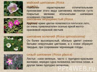 майский шиповник (Rosa majalis) Наиболее характерными отличительными признаками