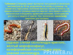 Губоногие (Chilopoda) имеют вытянутое тело длиной от нескольких миллиметров до 3