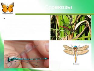 Стрекозы Стрекозы — хищники. Они ловят насекомых на лету. Личинки стрекоз развив