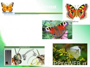 Бабочки Отряд Бабочки, или Чешуекрылые назван так потому, что крылья бабочек пок