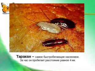 Таракан – самое быстробегающее насекомое. За час он пробегает расстояние равное