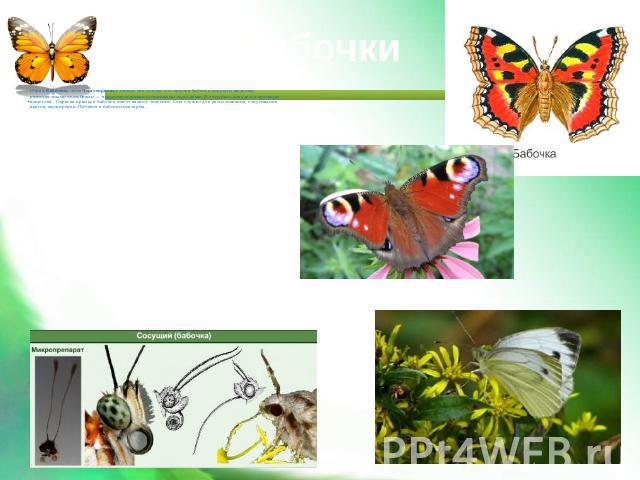 Бабочки Отряд Бабочки, или Чешуекрылые назван так потому, что крылья бабочек покрыты мелкими разноцветными чешуйками — видоизмененными хитиновыми волосками. В чешуйках находятся красящие вещества. Окраска крыльев бабочек имеет важное значение. Она с…