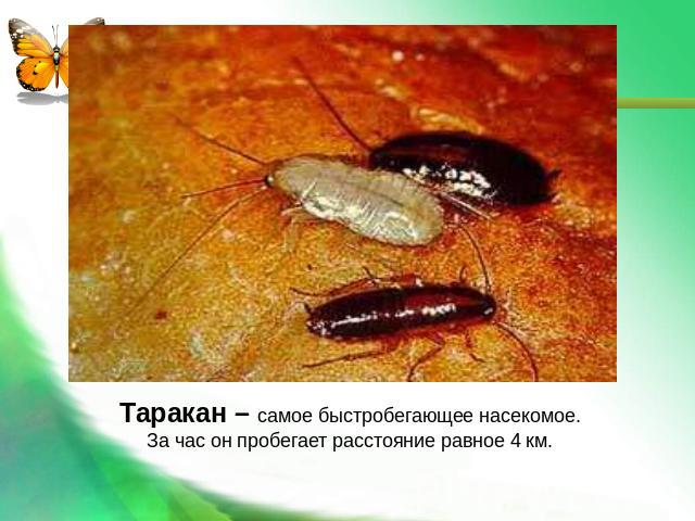 Таракан – самое быстробегающее насекомое. За час он пробегает расстояние равное 4 км.