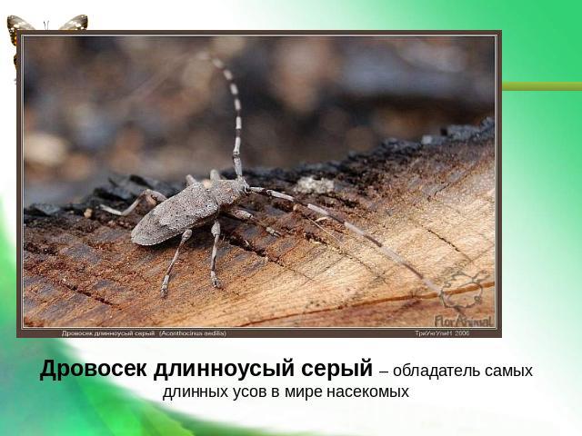 Дровосек длинноусый серый – обладатель самых длинных усов в мире насекомых