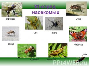 31 отряд насекомых