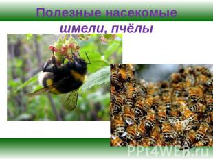 Полезные насекомыешмели, пчёлы