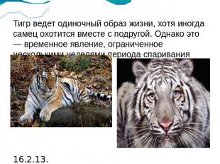Тигр ведет одиночный образ жизни, хотя иногда самец охотится вместе с подругой.