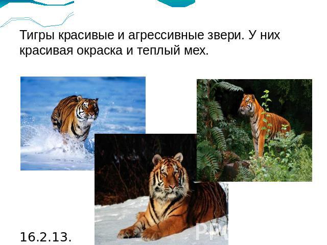 Тигры красивые и агрессивные звери. У них красивая окраска и теплый мех.