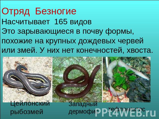 Отряд Безногие Насчитывает 165 видов Это зарывающиеся в почву формы, похожие на крупных дождевых червей или змей. У них нет конечностей, хвоста.