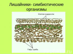 Лишайники- симбиотические организмы