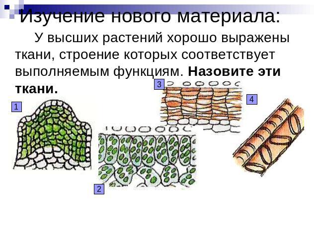 Изучение нового материала: У высших растений хорошо выражены ткани, строение которых соответствует выполняемым функциям. Назовите эти ткани.