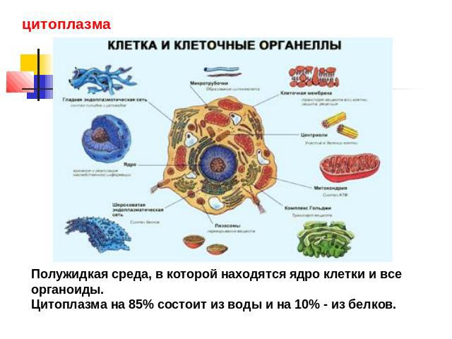 цитоплазма Полужидкая среда, в которой находятся ядро клетки и все органоиды. Цитоплазма на 85% состоит из воды и на 10% - из белков.