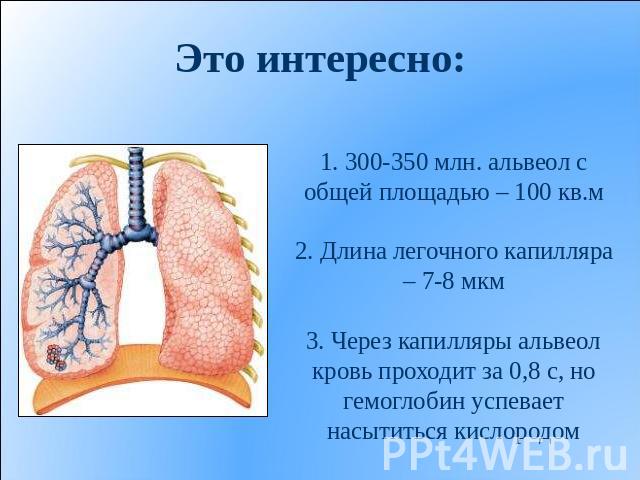 Это интересно: 1. 300-350 млн. альвеол с общей площадью – 100 кв.м2. Длина легочного капилляра – 7-8 мкм3. Через капилляры альвеол кровь проходит за 0,8 с, но гемоглобин успевает насытиться кислородом