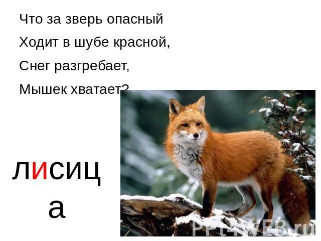 лисица Что за зверь опасный Ходит в шубе красной, Снег разгребает, Мышек хватает?