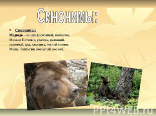 Синонимы: Медведь – мишка косолапый, топтыгин, Михаил Потапыч, увалень, неловкий