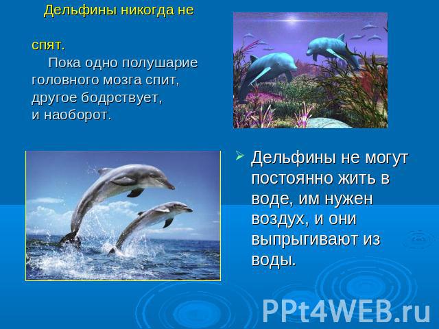 Дельфины никогда не спят. Пока одно полушарие головного мозга спит, другое бодрствует, и наоборот. Дельфины не могут постоянно жить в воде, им нужен воздух, и они выпрыгивают из воды.