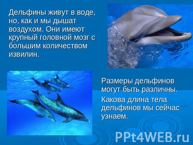 Дельфины живут в воде, но, как и мы дышат воздухом. Они имеют крупный головной мозг с большим количеством извилин. Размеры дельфинов могут быть различны. Какова длина тела дельфинов мы сейчас узнаем.