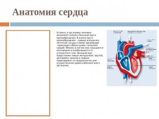Анатомия сердца Сердце - полый мышечный орган, выполняющий функцию насоса. У взр