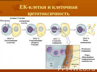 ЕК-клетки и клеточная цитотоксичность