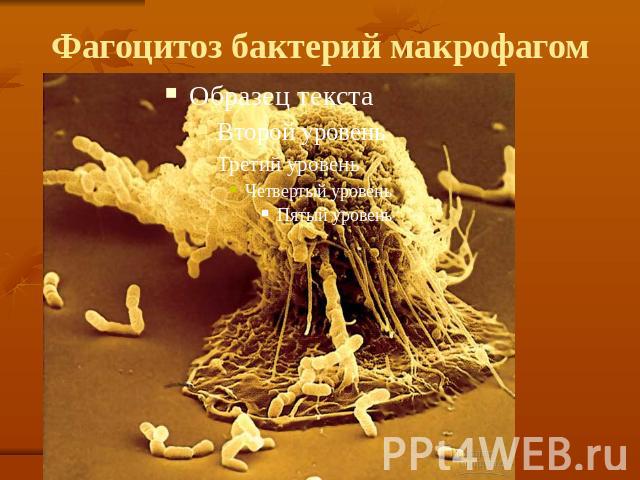 Фагоцитоз бактерий макрофагом