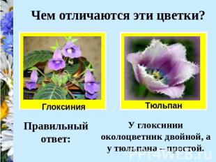 Чем отличаются эти цветки? У глоксинии околоцветник двойной, а у тюльпана – прос