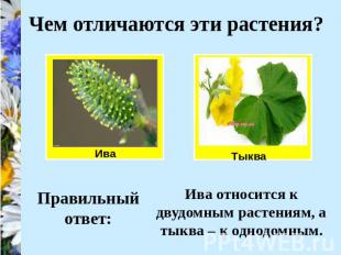 Чем отличаются эти растения? Ива относится к двудомным растениям, а тыква – к од