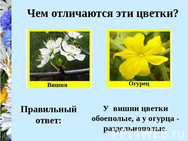 Чем отличаются эти цветки? У вишни цветки обоеполые, а у огурца - раздельнополые.