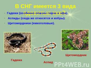 В СНГ имеется 3 вида ядовитых змей: Гадюки (особенно опасны гюрза и эфа). Аспиды