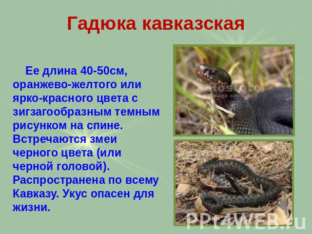 Гадюка кавказская Ее длина 40-50см, оранжево-желтого или ярко-красного цвета с зигзагообразным темным рисунком на спине. Встречаются змеи черного цвета (или черной головой). Распространена по всему Кавказу. Укус опасен для жизни.