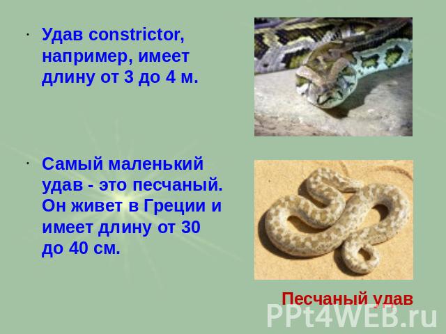 Удав constrictor, например, имеет длину от 3 до 4 м. Самый маленький удав - это песчаный. Он живет в Греции и имеет длину от 30 до 40 см.