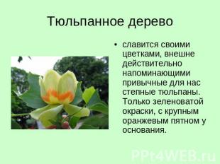 Тюльпанное дерево славится своими цветками, внешне действительно напоминающими п