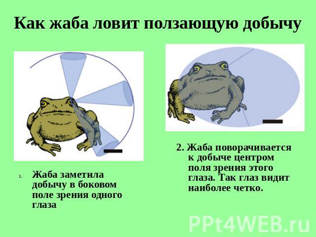 Как жаба ловит ползающую добычу Жаба заметила добычу в боковом поле зрения одного глаза 2. Жаба поворачивается к добыче центром поля зрения этого глаза. Так глаз видит наиболее четко.