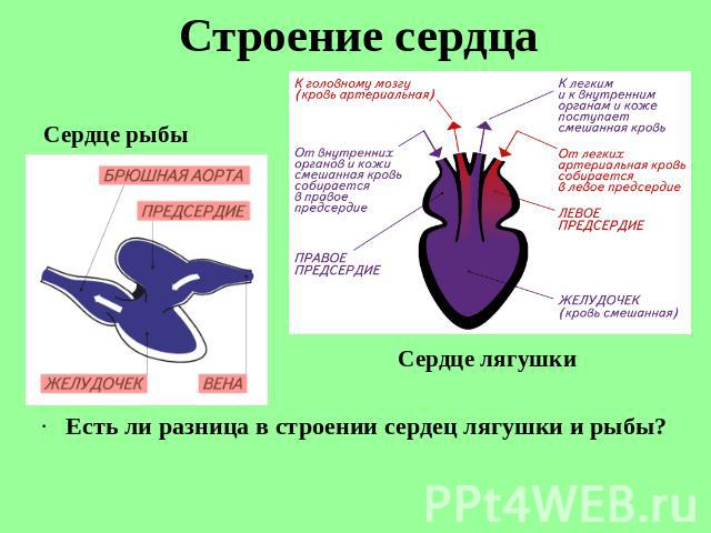 Строение сердца Есть ли разница в строении сердец лягушки и рыбы?