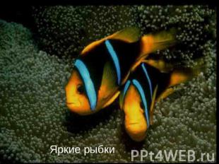 Яркие рыбки