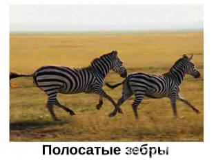 Полосатые зебры